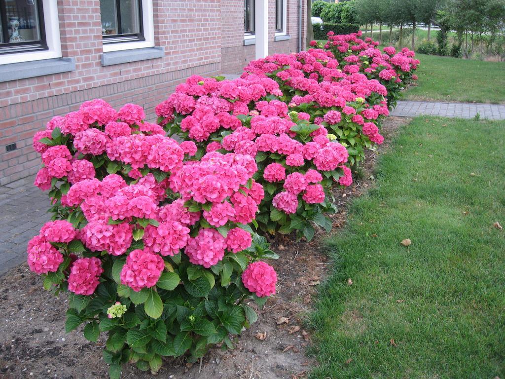B&B Oostzomerland Mijnsheerenland Екстер'єр фото